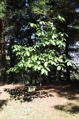 Chionanthus virginicus - bělas viržinský - celek